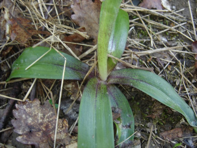 Orchis mascula ?